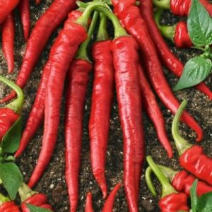 Peper 'Cayenne Long Slim' (zaden)