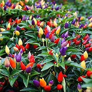 Peper 'Prairie Fire ' (zaden)