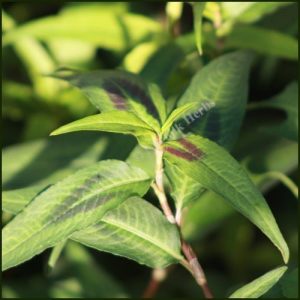 Persicaria odorata (P9)