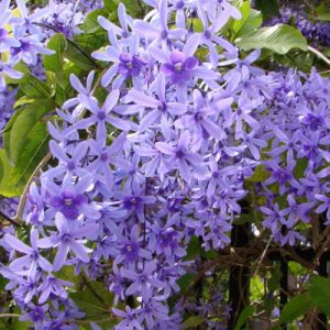 Petrea volubilis