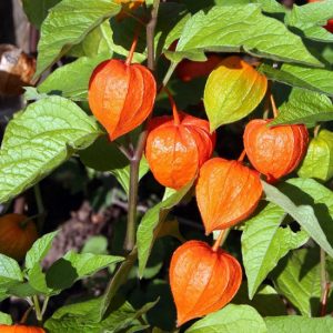 Physalis alkekengi franchetii (P9)