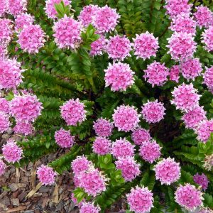 Pimelea ferruginea