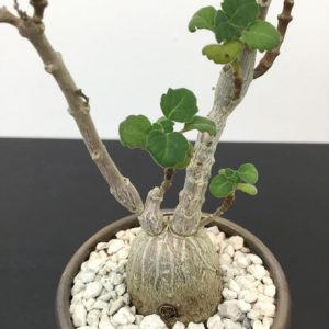 Plectranthus ernstii (P12)