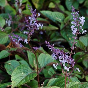 Plectranthus ciliatus