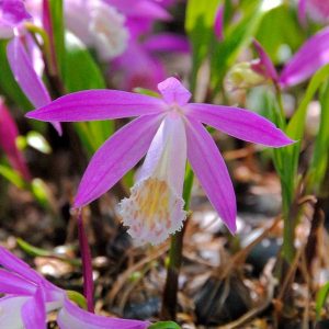 Pleione formosana (P9)