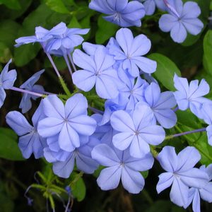 Plumbago auriculata