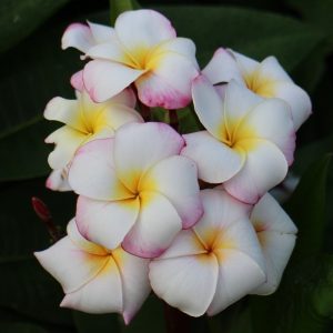 Plumeria rubra 'Mini White'