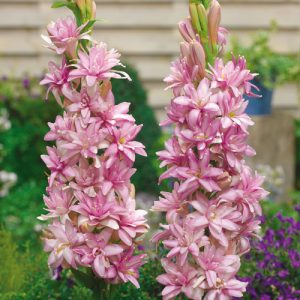Polianthes 'Pink Sapphire' (P12)