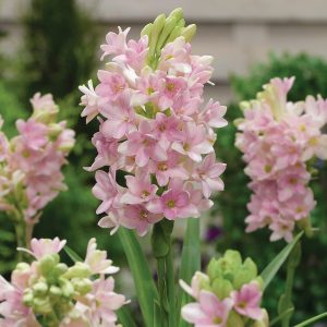 Polianthes 'Sensation' (P12)