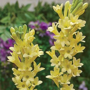 Polianthes 'Super Gold' (P12)