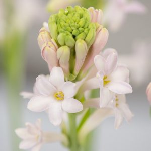 Polianthes tuberosus (P12)