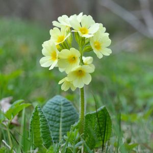Primula elatior (P9)