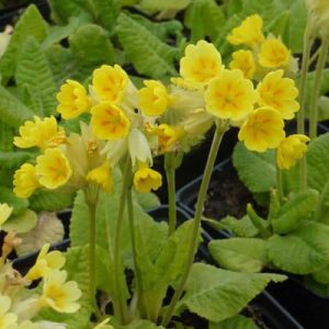 Primula veris (P9)