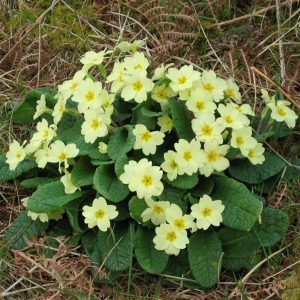 Primula vulgaris (P9)