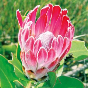 Protea compacta