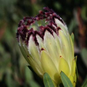 Protea neriifolia 'Limelight'