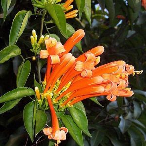 Pyrostegia venusta