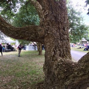 Quercus suber