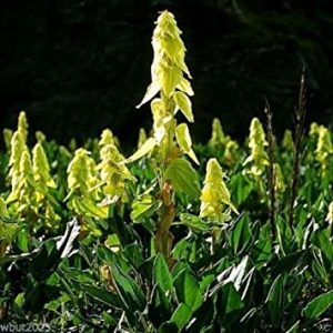 Rheum alexandrae