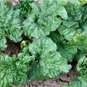Rheum rh. 'Jordbaer'