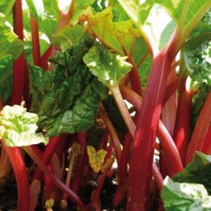 Rheum rh. 'Red Champagne'