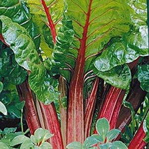 Rheum rhabarbarum