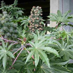 Ricinus communis (5 gr zaden)