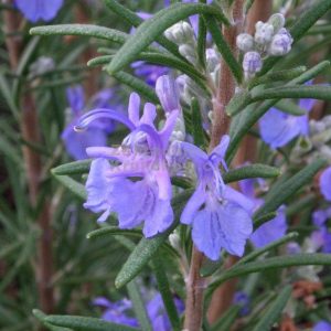 Rosmarinus off. 'Blaulippe' (P9)