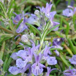 Rosmarinus 'Corsican Blue' (P9)