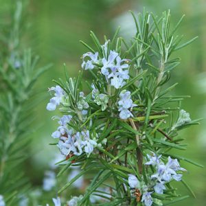Rosmarinus 'Veitshochheim' (P9)