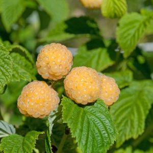 Rubus id. 'Fallgold' (P15)