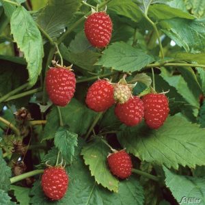 Rubus id. 'Schönemann' (P15)