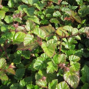 Rubus tricolor (P9)