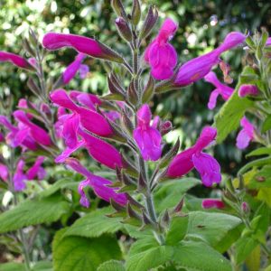 Salvia dorisiana (P9)
