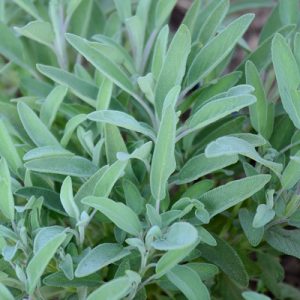 Salvia off 'Gardner's Friends' (p9)