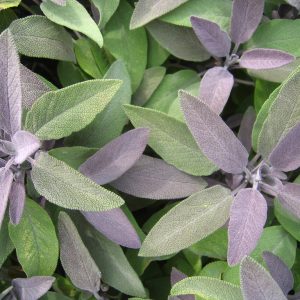 Salvia officinalis 'Purpurascens'