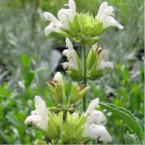 Salvia officinalis var albiflora (p9)