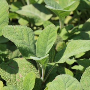 Salvia officinalis 'Culinaria'(p9)