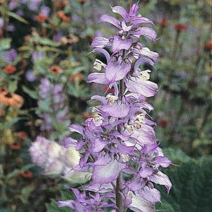 Salvia sclarea