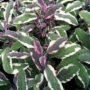Salvia officinalis 'Tricolor'