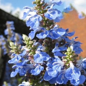 Salvia uliginosa (P9)