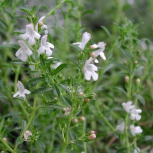 Satureja montana 'Citriodora'
