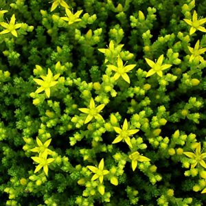 Sedum acre (zaden)