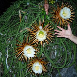 Selenicereus grandiflorus