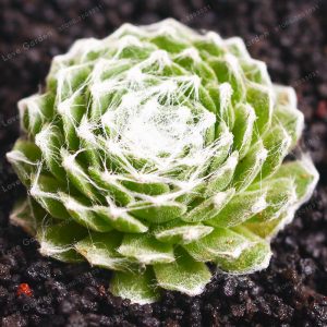 Sempervivum arachnoideum (p9)