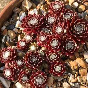 Sempervivum ar. tomentosum (P9)