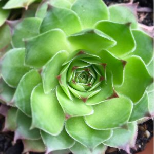 Sempervivum tectorum (p9)