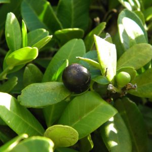 Severinia buxifolia