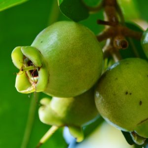 Syzygium jambos (P9)