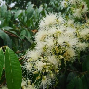 Syzygium polyanthum (P9)
